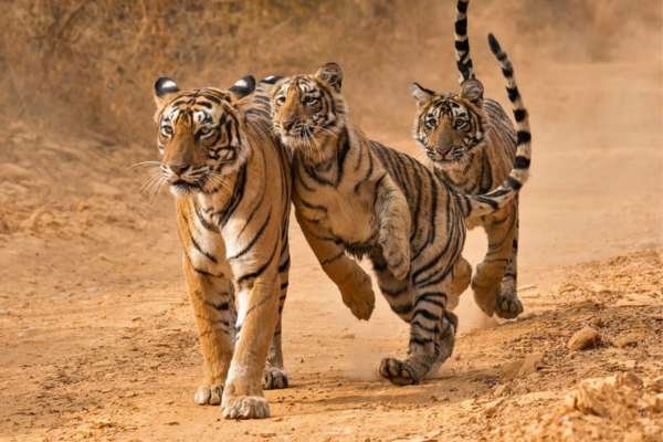 8-days-golden-traingle-with-ranthambore