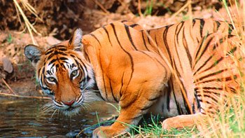 delhi-agra-jaipur-ranthambore-tour-5-days